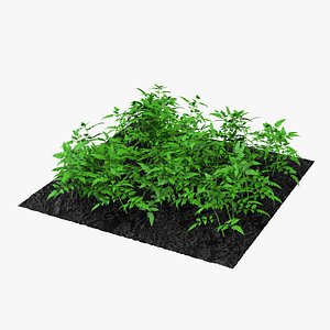 young tomato plants garden 3d model