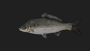 Carp 3D model