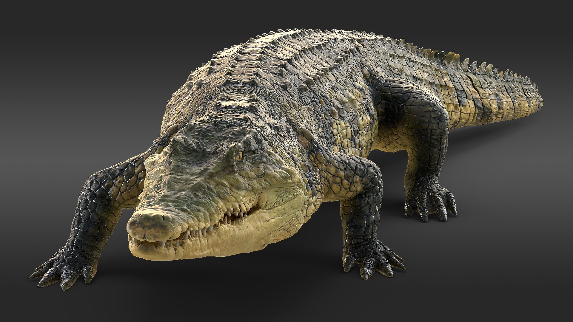 Animated Crocodile Walking Rigged 3D model preview