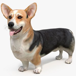 Dog Welsh Corgi Pembroke Tricolor Standing Pose