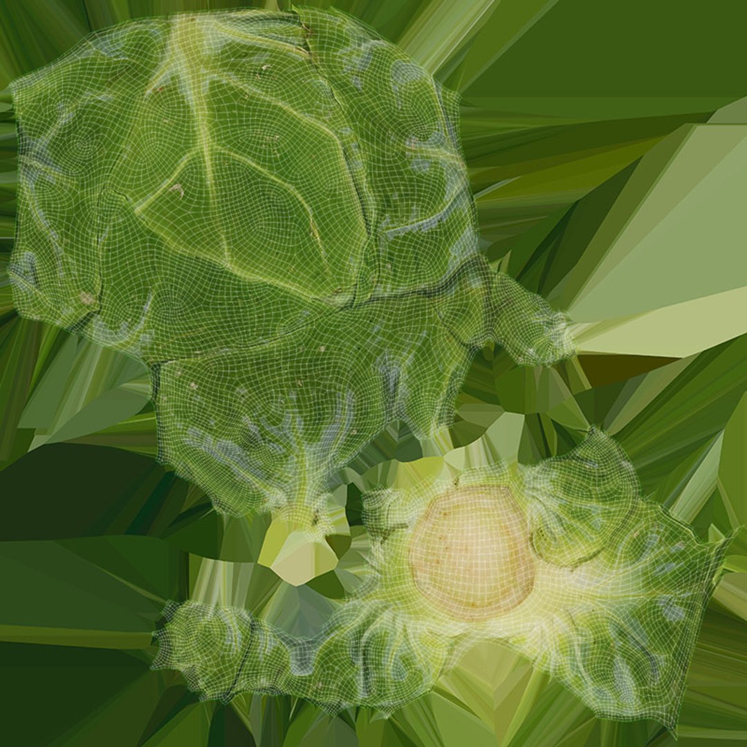 3D Brussels Sprout Collection model https://p.turbosquid.com/ts-thumb/ep/9qu5IC/3s/brusselssprout06_d0004/jpg/1735832863/1920x1080/fit_q87/fd12709a9e7f32736cfed7c6c677747412a2b0d6/brusselssprout06_d0004.jpg