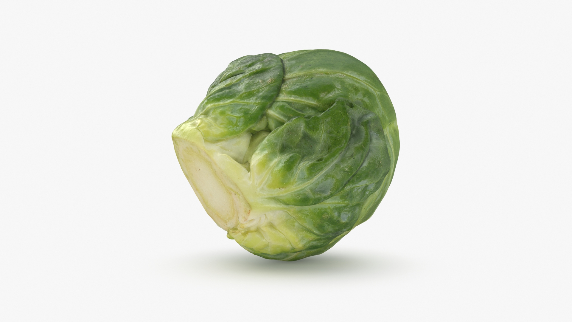 3D Brussels Sprout Collection model https://p.turbosquid.com/ts-thumb/ep/9qu5IC/40/brusselssprout05/jpg/1734597805/1920x1080/turn_fit_q99/8c1c65fee584547ff4ecbb86db93d5e2e1b4818d/brusselssprout05-1.jpg