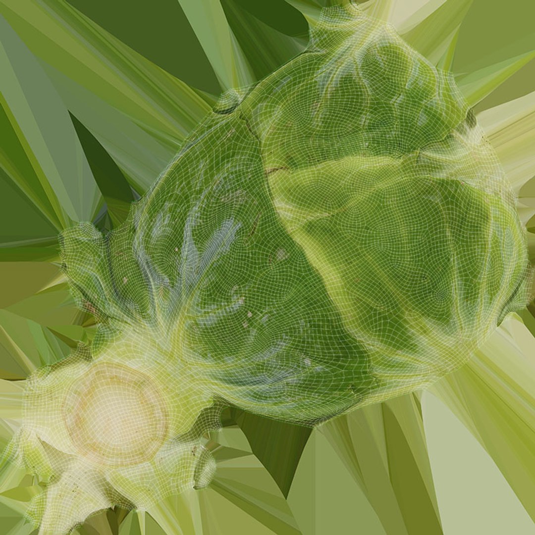 3D Brussels Sprout Collection model https://p.turbosquid.com/ts-thumb/ep/9qu5IC/B5/brusselssprout03_d0004/jpg/1735832819/1920x1080/fit_q87/b5a5b366bd260386da90a03bbd0bcfcda73d17ed/brusselssprout03_d0004.jpg