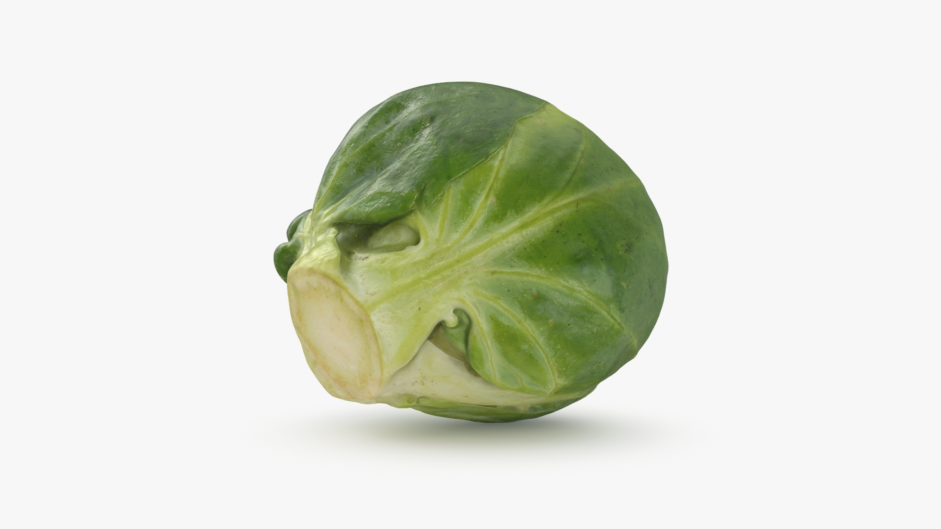 3D Brussels Sprout Collection model https://p.turbosquid.com/ts-thumb/ep/9qu5IC/JQ/brusselssprout03/jpg/1733813205/1920x1080/turn_fit_q99/16cf9721e42d3cad44ba94f1c7ce3ec4a4ebbcc4/brusselssprout03-1.jpg