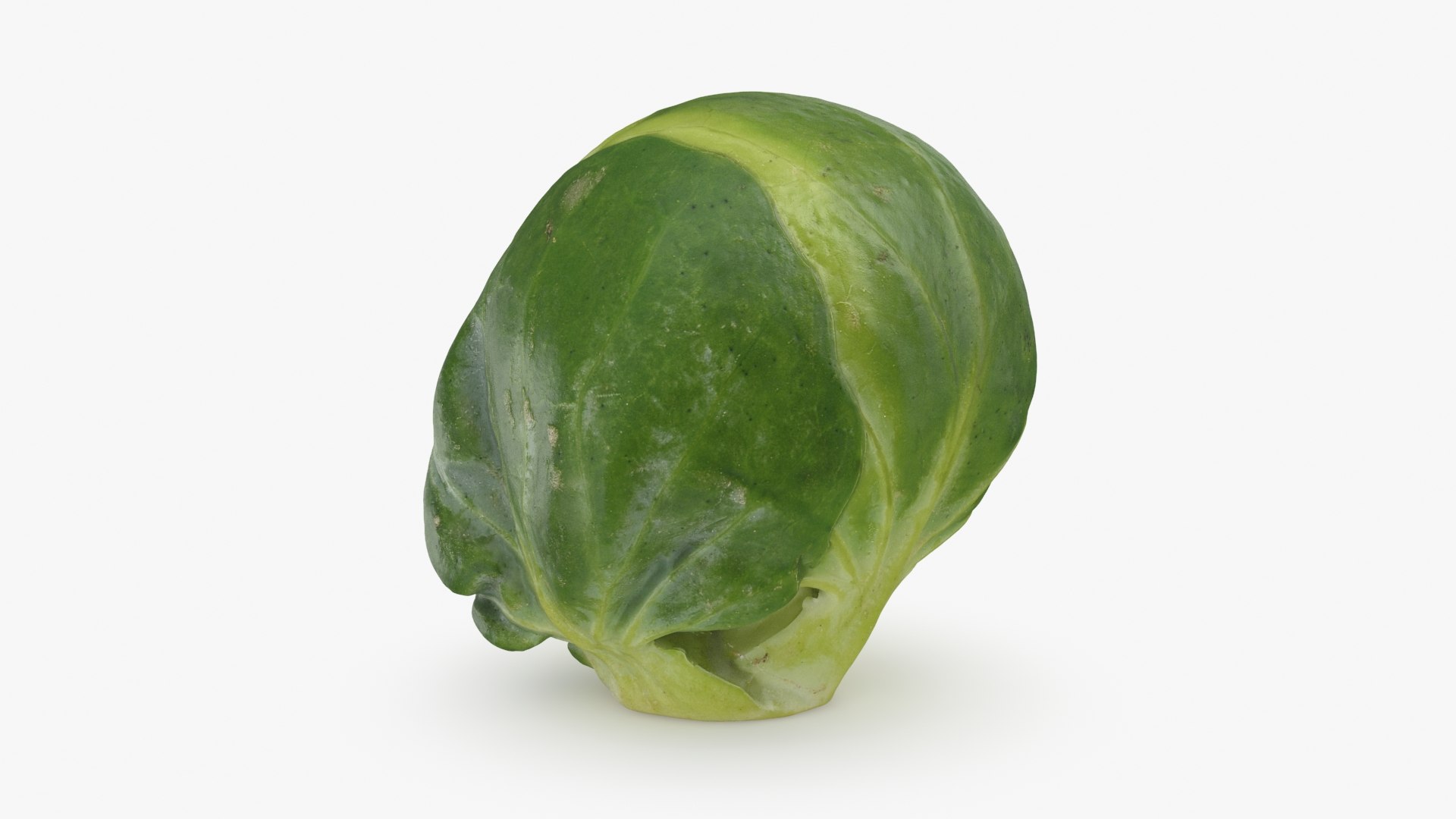 3D Brussels Sprout Collection model https://p.turbosquid.com/ts-thumb/ep/9qu5IC/N8/brusselssprout03_a0001/jpg/1733813322/1920x1080/fit_q87/adf904e0f47d1dcb55c3c4446e7f4c47d6a2ecf2/brusselssprout03_a0001.jpg