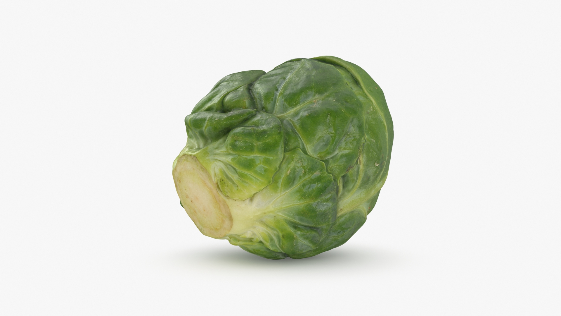 3D Brussels Sprout Collection model https://p.turbosquid.com/ts-thumb/ep/9qu5IC/Pq/brusselssprout06/jpg/1735803837/1920x1080/turn_fit_q99/469f5e7dfaaa1bb95d84ac42e3ed332fefd1b32c/brusselssprout06-1.jpg