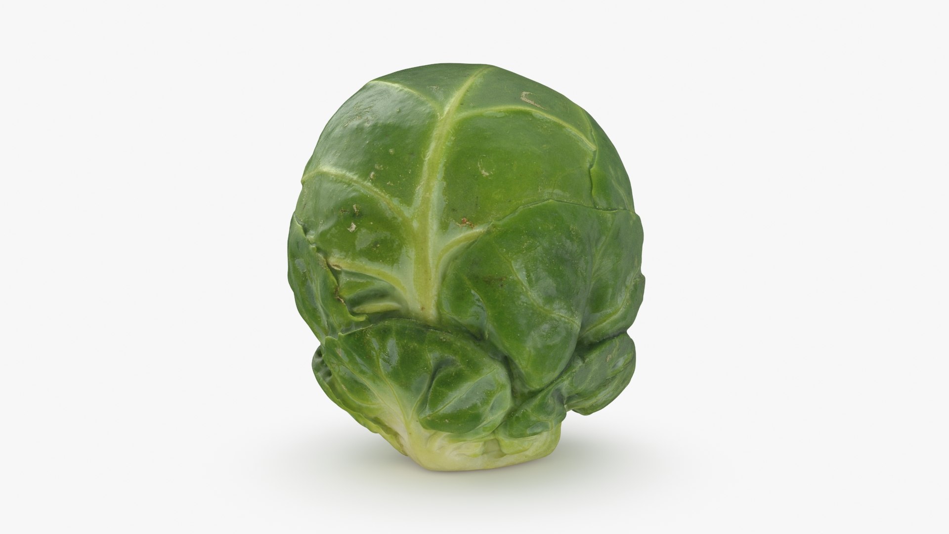 3D Brussels Sprout Collection model https://p.turbosquid.com/ts-thumb/ep/9qu5IC/U0/brusselssprout06_a0001/jpg/1734598682/1920x1080/fit_q87/3d1b9253841a5a6d09a5fdcbd54f05410ee74f35/brusselssprout06_a0001.jpg