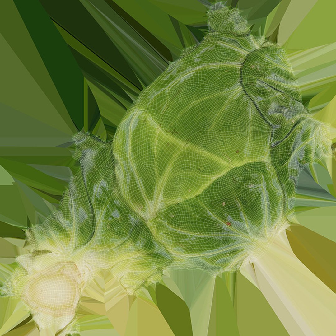 3D Brussels Sprout Collection model https://p.turbosquid.com/ts-thumb/ep/9qu5IC/UR/brusselssprout05_d0004/jpg/1735832847/1920x1080/fit_q87/d630896720429d1ca6833b26557526115e32214c/brusselssprout05_d0004.jpg