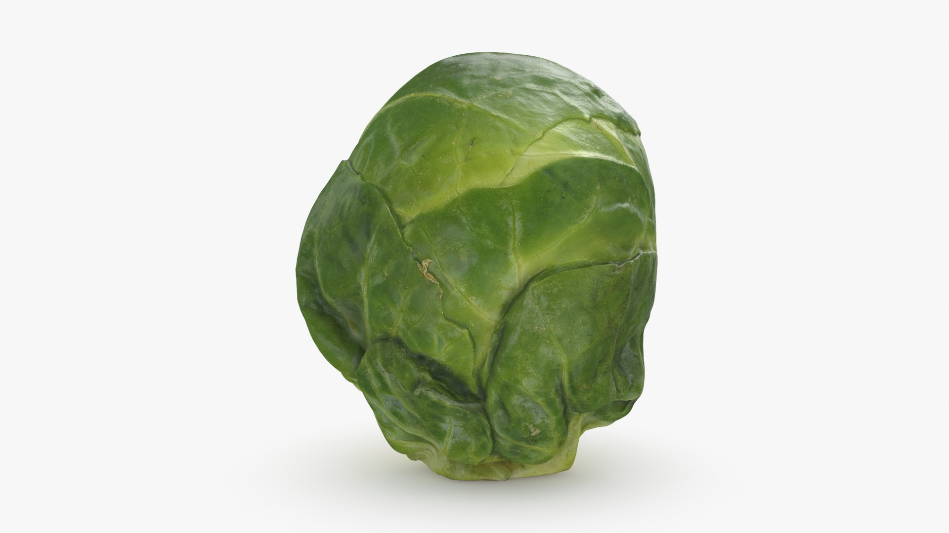 3D Brussels Sprout Collection model https://p.turbosquid.com/ts-thumb/ep/9qu5IC/Zu/brusselssprout02_a0001/jpg/1735042122/1920x1080/fit_q87/9cee107cddd528ca4c2333ea4d85cd120402bc61/brusselssprout02_a0001.jpg