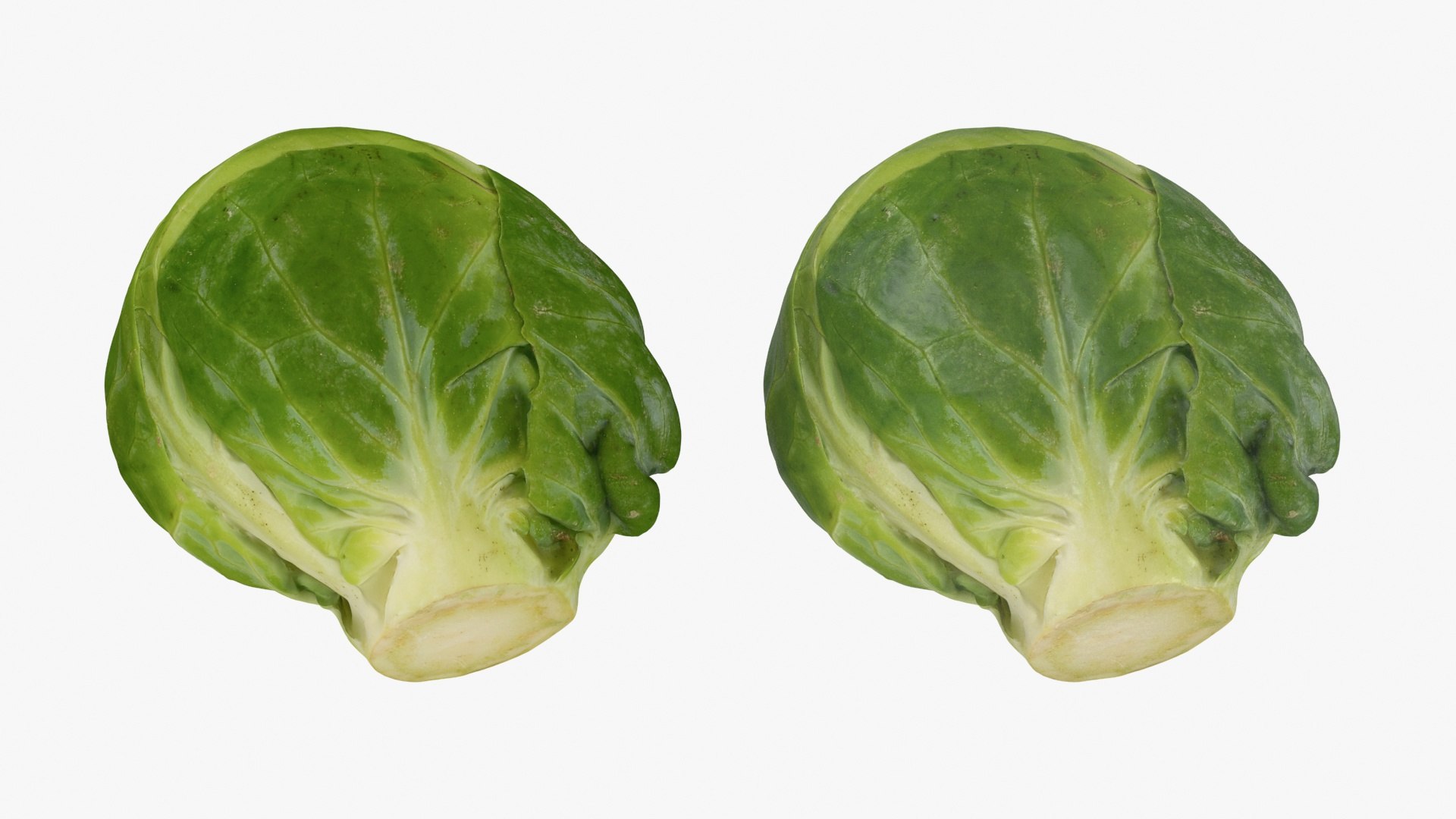 3D Brussels Sprout Collection model https://p.turbosquid.com/ts-thumb/ep/9qu5IC/eO/brusselssprout03_a0003/jpg/1735832818/1920x1080/fit_q87/c4a0e3be642d35bb704911702591548c3f68c859/brusselssprout03_a0003.jpg