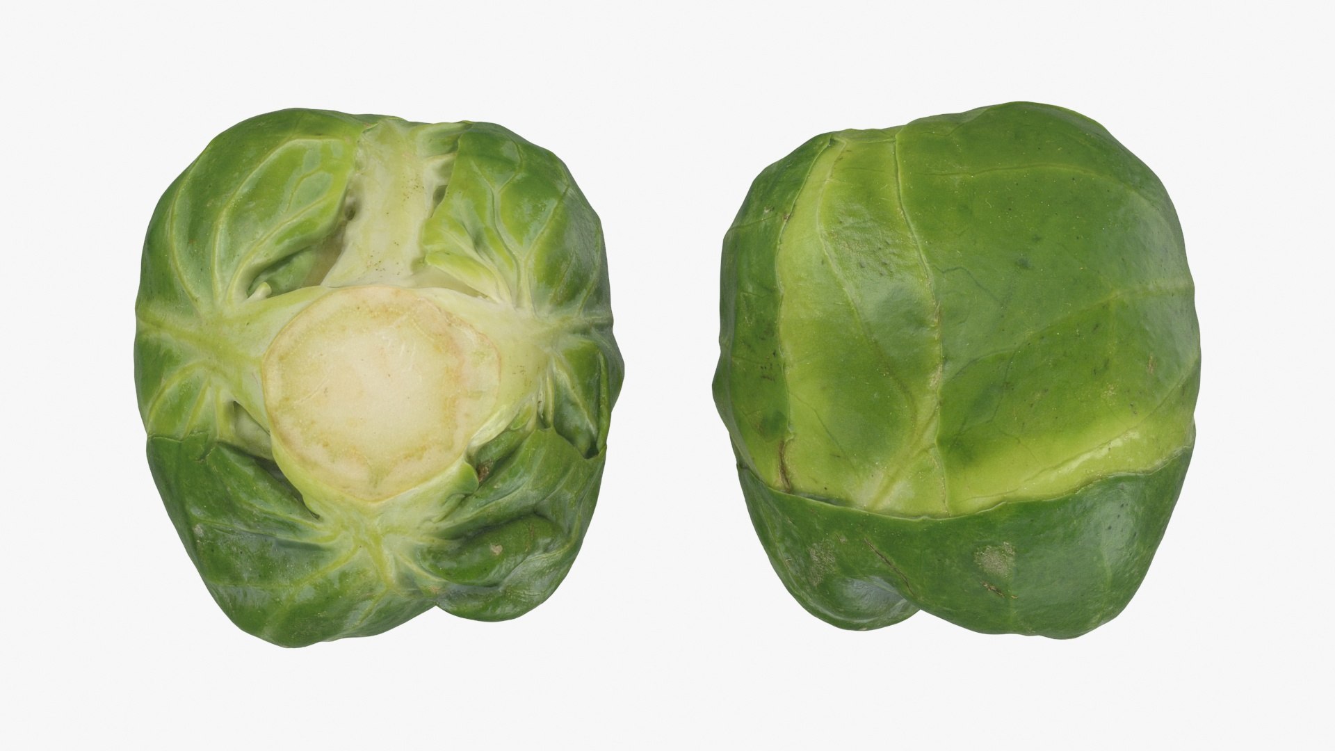 3D Brussels Sprout Collection model https://p.turbosquid.com/ts-thumb/ep/9qu5IC/eU/brusselssprout03_a0002/jpg/1735832818/1920x1080/fit_q87/636270966b25f01fd0c105d75cd3e566e3190d42/brusselssprout03_a0002.jpg