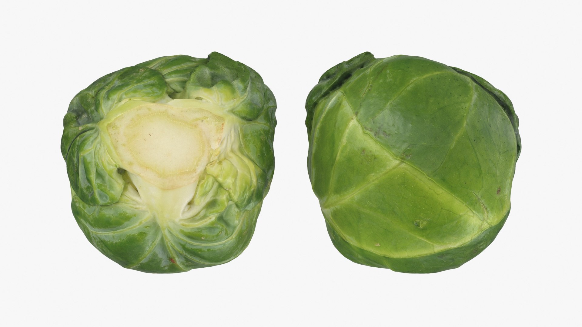 3D Brussels Sprout Collection model https://p.turbosquid.com/ts-thumb/ep/9qu5IC/le/brusselssprout05_a0002/jpg/1735832846/1920x1080/fit_q87/276e2367e6c7995711b913831a1a52b97025eb45/brusselssprout05_a0002.jpg