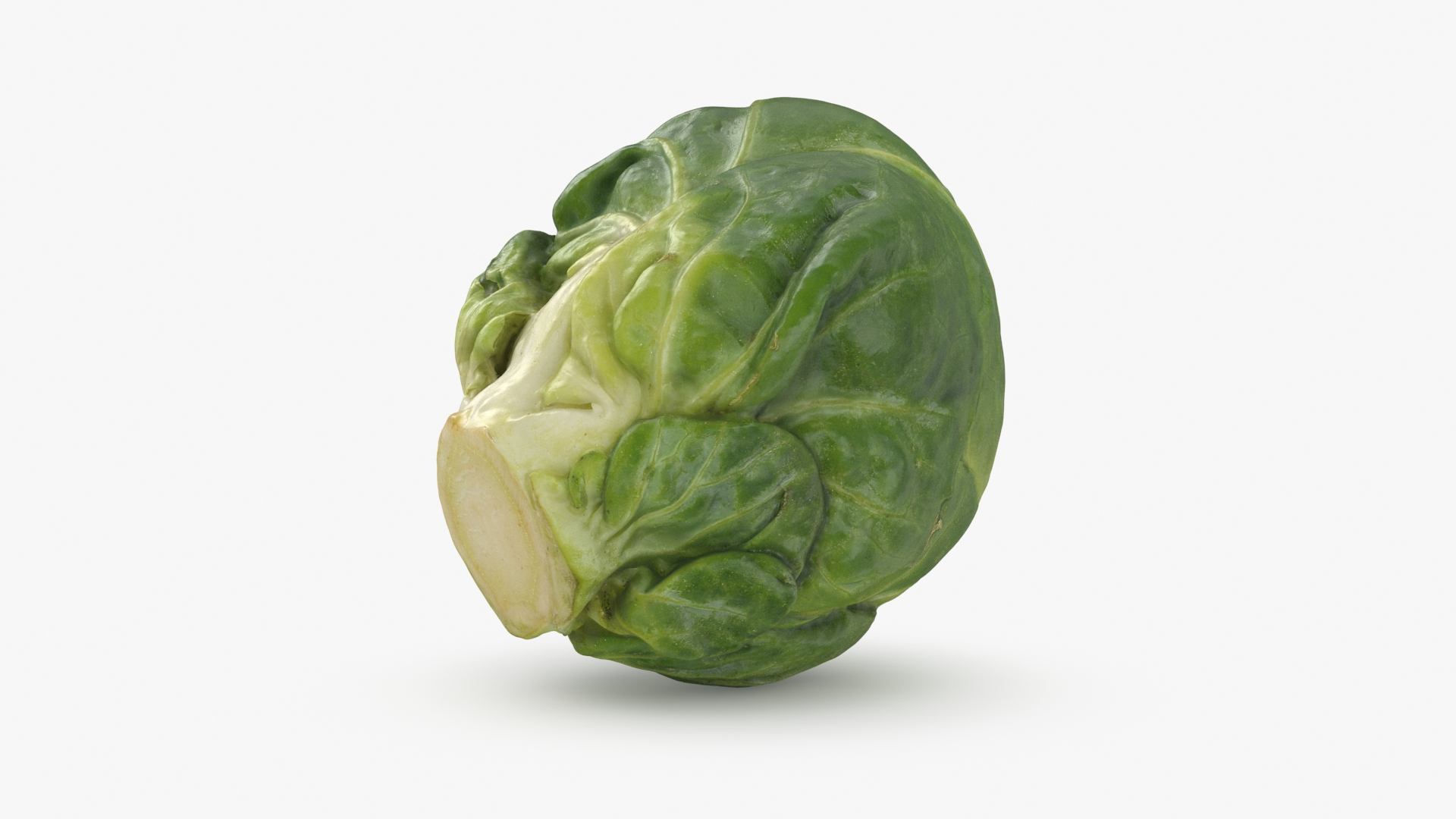 3D Brussels Sprout Collection model https://p.turbosquid.com/ts-thumb/ep/9qu5IC/p5/brusselssprout02/jpg/1735041944/1920x1080/turn_fit_q99/92bb39c37059dcf140134e11912bc1d265ca62e4/brusselssprout02-1.jpg