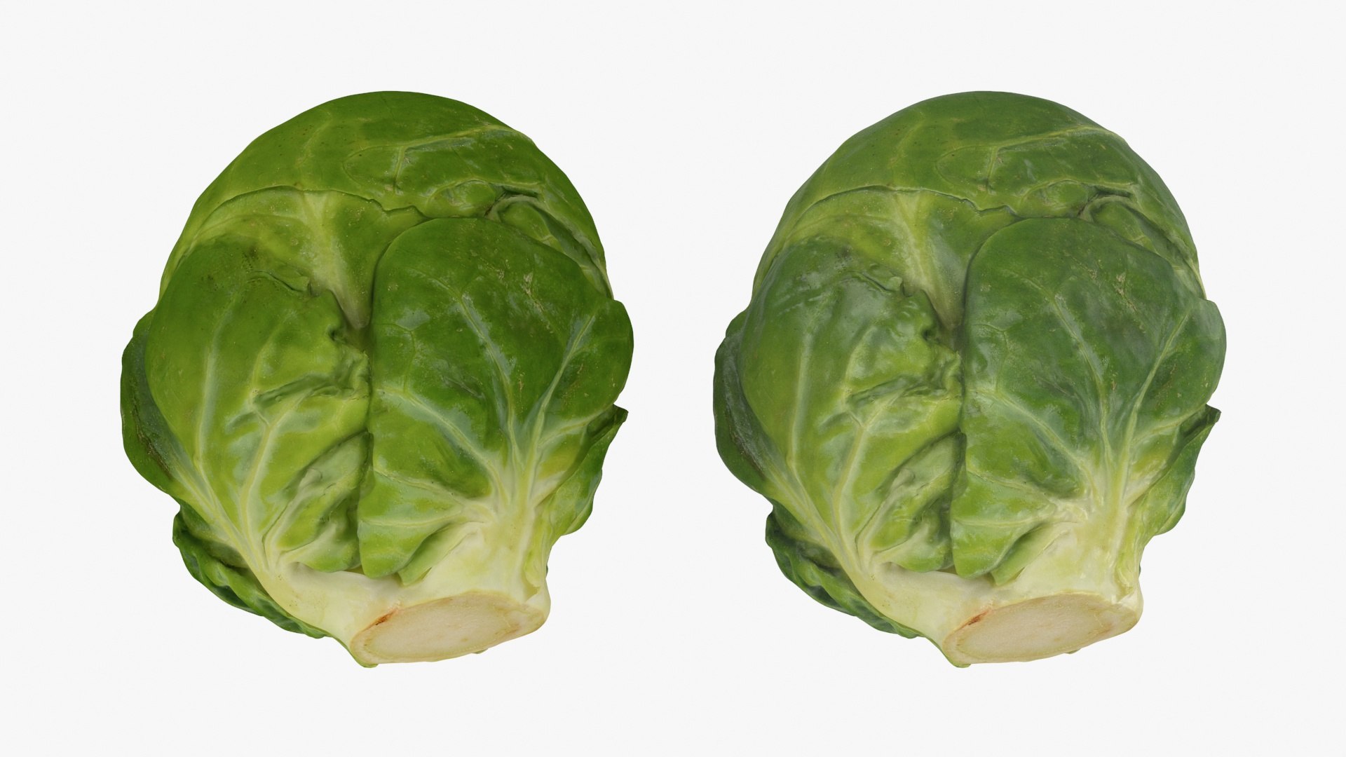 3D Brussels Sprout Collection model https://p.turbosquid.com/ts-thumb/ep/9qu5IC/ud/brusselssprout01_a0003/jpg/1735832791/1920x1080/fit_q87/b5da0ad3cb004057fe5a4f922c5aaf0e08ec12ca/brusselssprout01_a0003.jpg