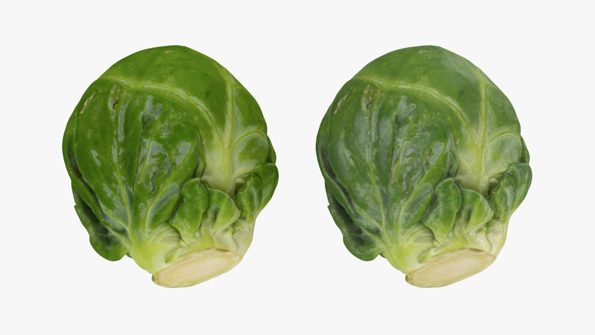3D Brussels Sprout Collection model https://p.turbosquid.com/ts-thumb/ep/9qu5IC/wP/brusselssprout04_a0003/jpg/1735832832/1920x1080/fit_q87/be03cf286c30322f86b328a414306c27fcbed26a/brusselssprout04_a0003.jpg