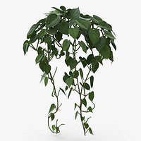Philodendron Scandens Plant