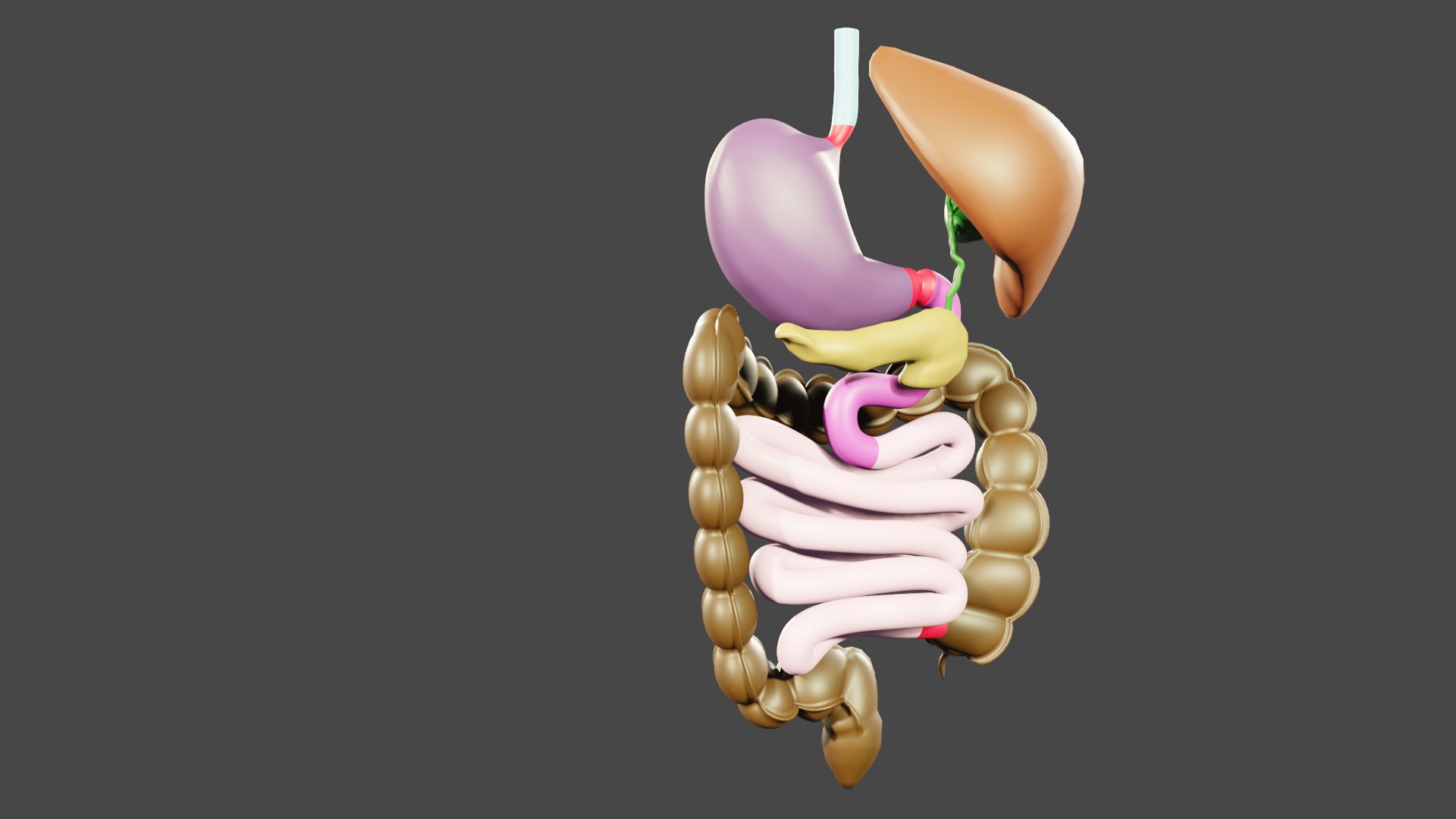 3D normal anatomy of the digestive tract https://p.turbosquid.com/ts-thumb/ep/QSVL8h/CE/0185/png/1660423426/1920x1080/fit_q87/f7f1b7b27cfdfc68ac0423fc49eecff795e45aca/0185.jpg