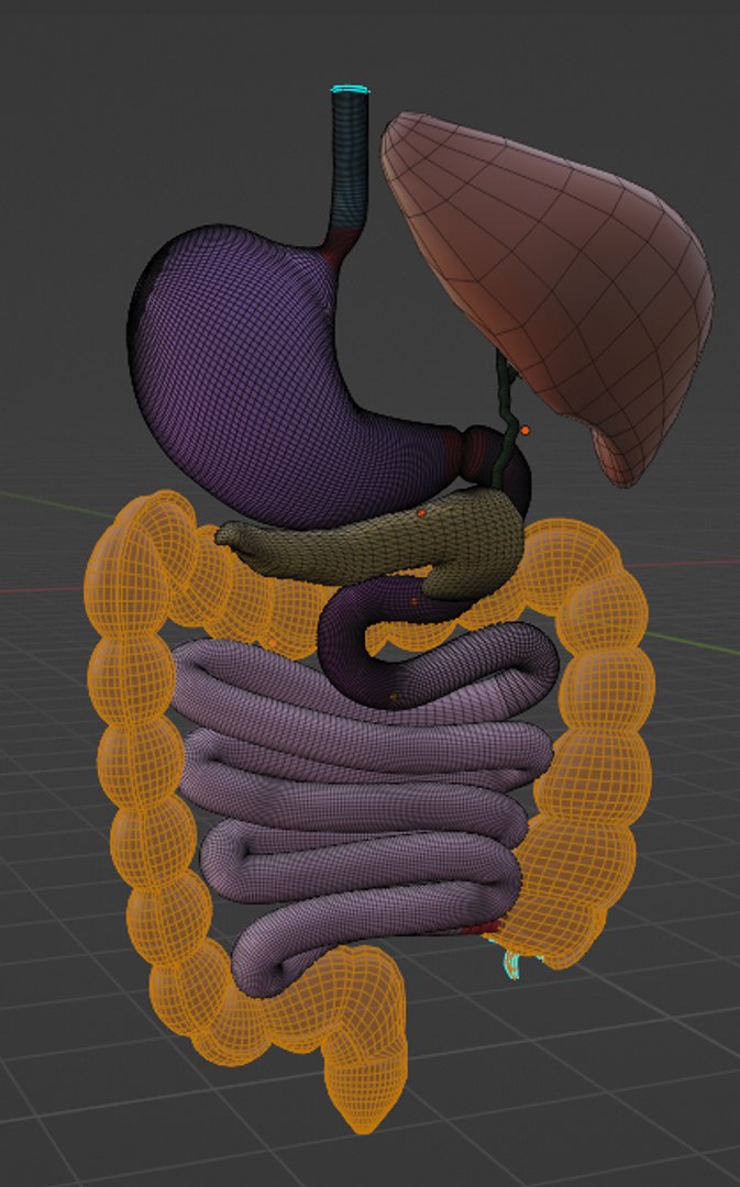 3D normal anatomy of the digestive tract - TurboSquid 1942868