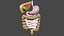 normal anatomy of the digestive tract