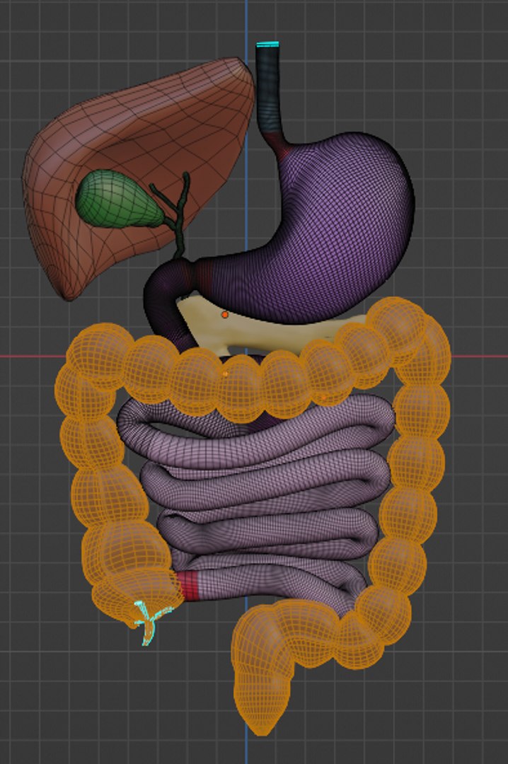 3D normal anatomy of the digestive tract - TurboSquid 1942868