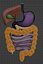 normal anatomy of the digestive tract
