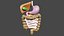 normal anatomy of the digestive tract