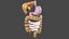 normal anatomy of the digestive tract