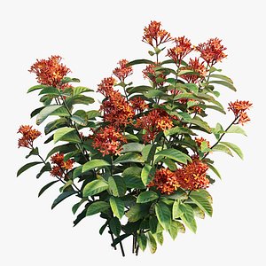 Ixora plant set 03