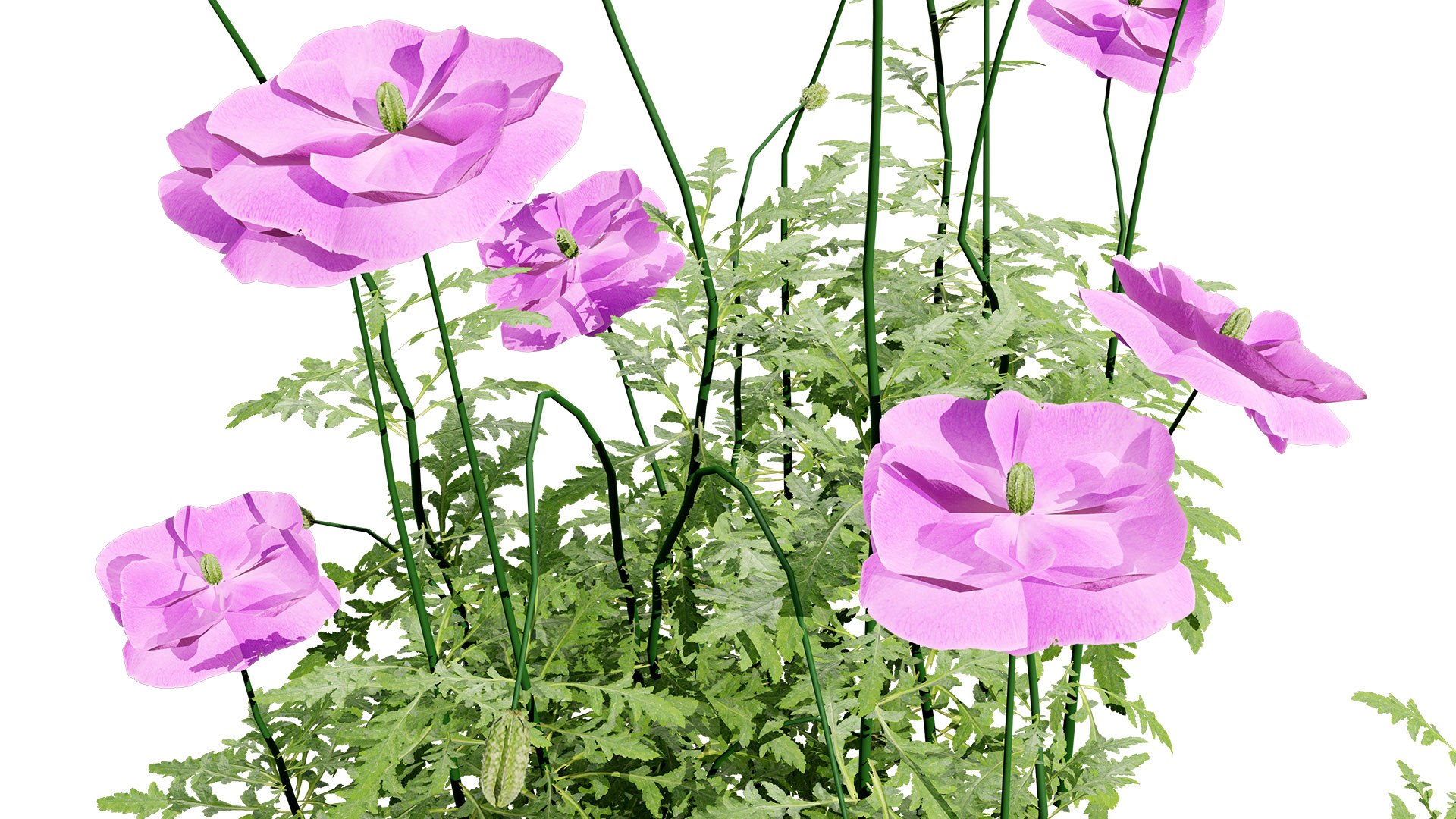 Realistic Flanders Poppy 3D Model model https://p.turbosquid.com/ts-thumb/ep/iCJmYN/7M/211l/jpg/1743704633/1920x1080/fit_q87/e772fd0d9b41a4c5d519385547ce185ebbf459b0/211l.jpg