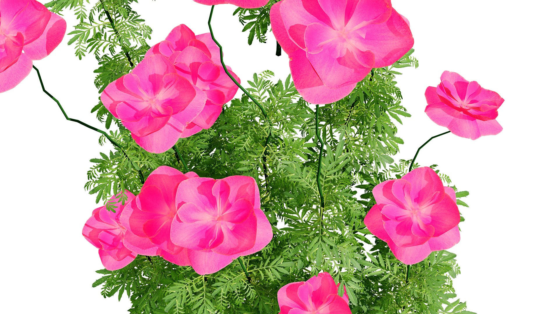 Realistic Flanders Poppy 3D Model model https://p.turbosquid.com/ts-thumb/ep/iCJmYN/7q/4111zl/jpg/1743704636/1920x1080/fit_q87/8c8a5b2f8d7710904d79f321a7606018d8225c3f/4111zl.jpg