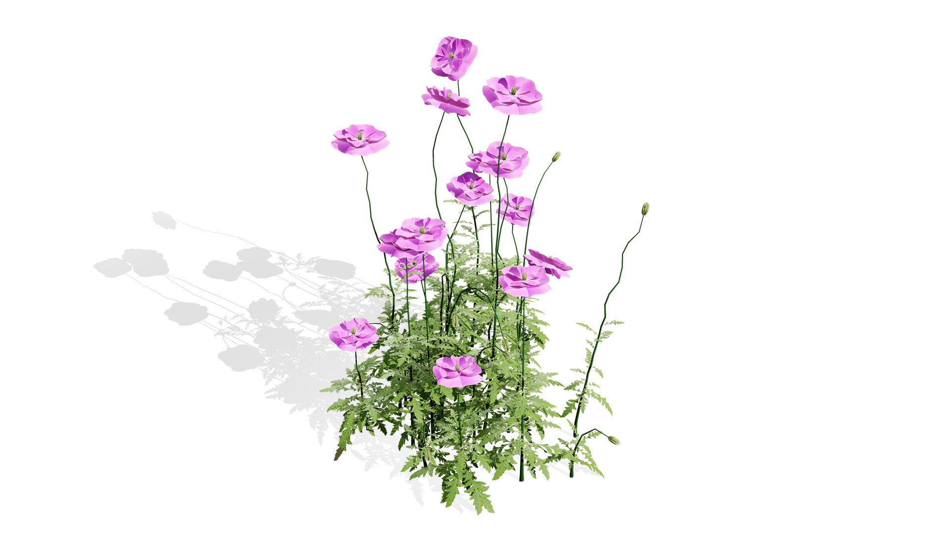 Realistic Flanders Poppy 3D Model model https://p.turbosquid.com/ts-thumb/ep/iCJmYN/WQ/02sl/jpg/1743704628/1920x1080/fit_q87/ee6d863c11ef9688f259791080ca31f89eb2a95f/02sl.jpg