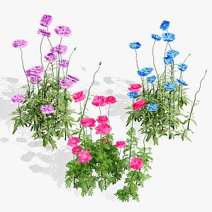 Realistic Flanders Poppy 3D Model
