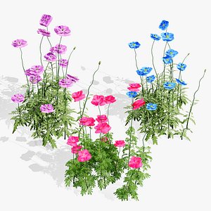 Realistic Flanders Poppy 3D Model