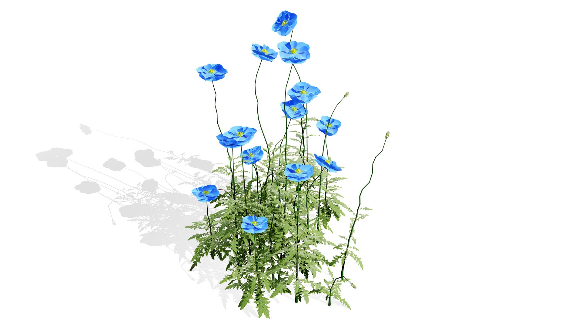 Realistic Flanders Poppy 3D Model model https://p.turbosquid.com/ts-thumb/ep/iCJmYN/hr/03sl/jpg/1743704630/1920x1080/fit_q87/02695eea60e67c924b06624644700525d5f77e0c/03sl.jpg