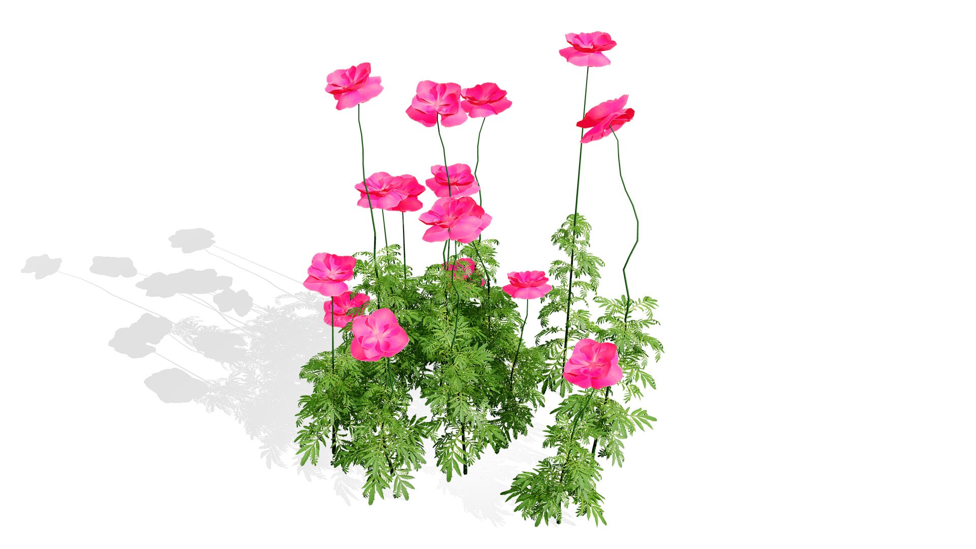 Realistic Flanders Poppy 3D Model model https://p.turbosquid.com/ts-thumb/ep/iCJmYN/xc/041sl/jpg/1743704634/1920x1080/fit_q87/23d8c93f76fd6ff1238744ba4a38252d36d9f0df/041sl.jpg