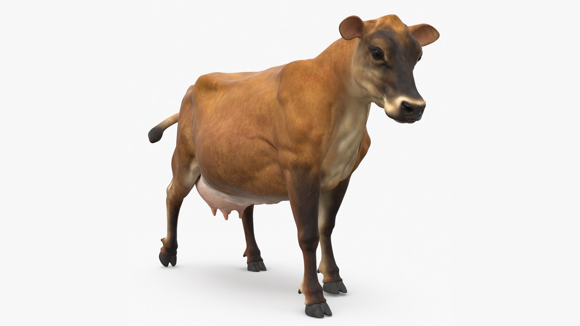 Jersey Dairy Cow Rigged 3D model preview