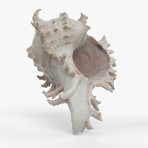 Photorealistic 3D scan of sea shell