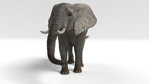 3D elephant