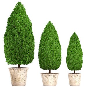 3D cupressus thuja model