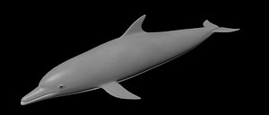 Dolphin