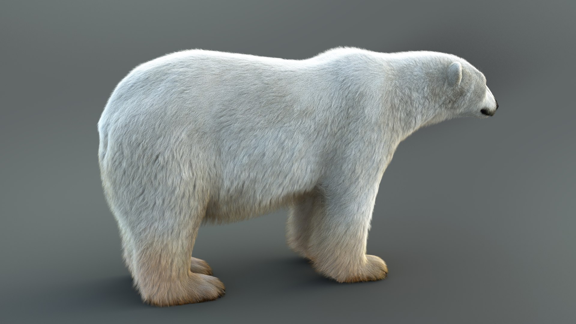 3D Polar Bear RIG XGEN-CORE https://p.turbosquid.com/ts-thumb/ep/zMJbHq/A2/i/jpg/1689295742/1920x1080/fit_q87/a642a768d65f39a6f5e4219be89f9b7913cfae8b/i.jpg