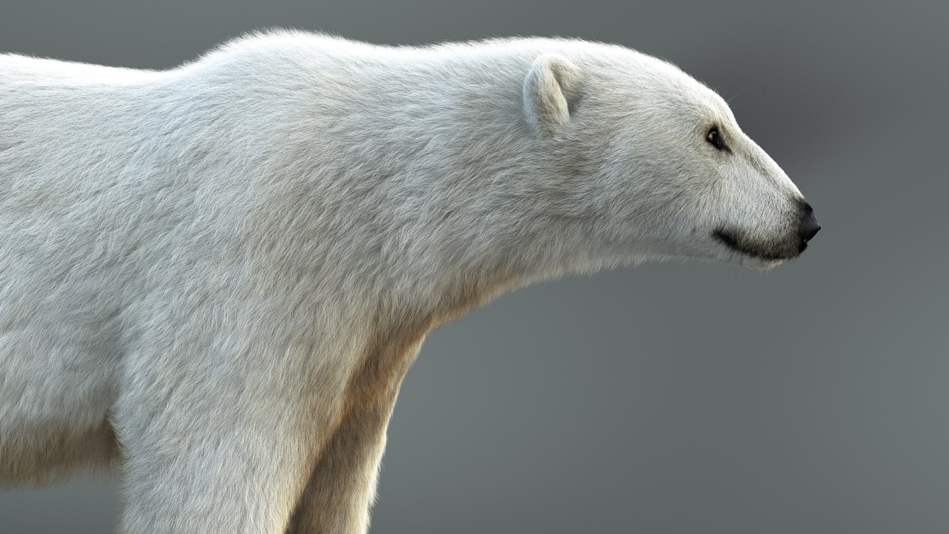 3D Polar Bear RIG XGEN-CORE https://p.turbosquid.com/ts-thumb/ep/zMJbHq/b7/h/jpg/1689295742/1920x1080/fit_q87/e4e2ee2fd7d655b8ccfb96473e0612401e3c9e59/h.jpg