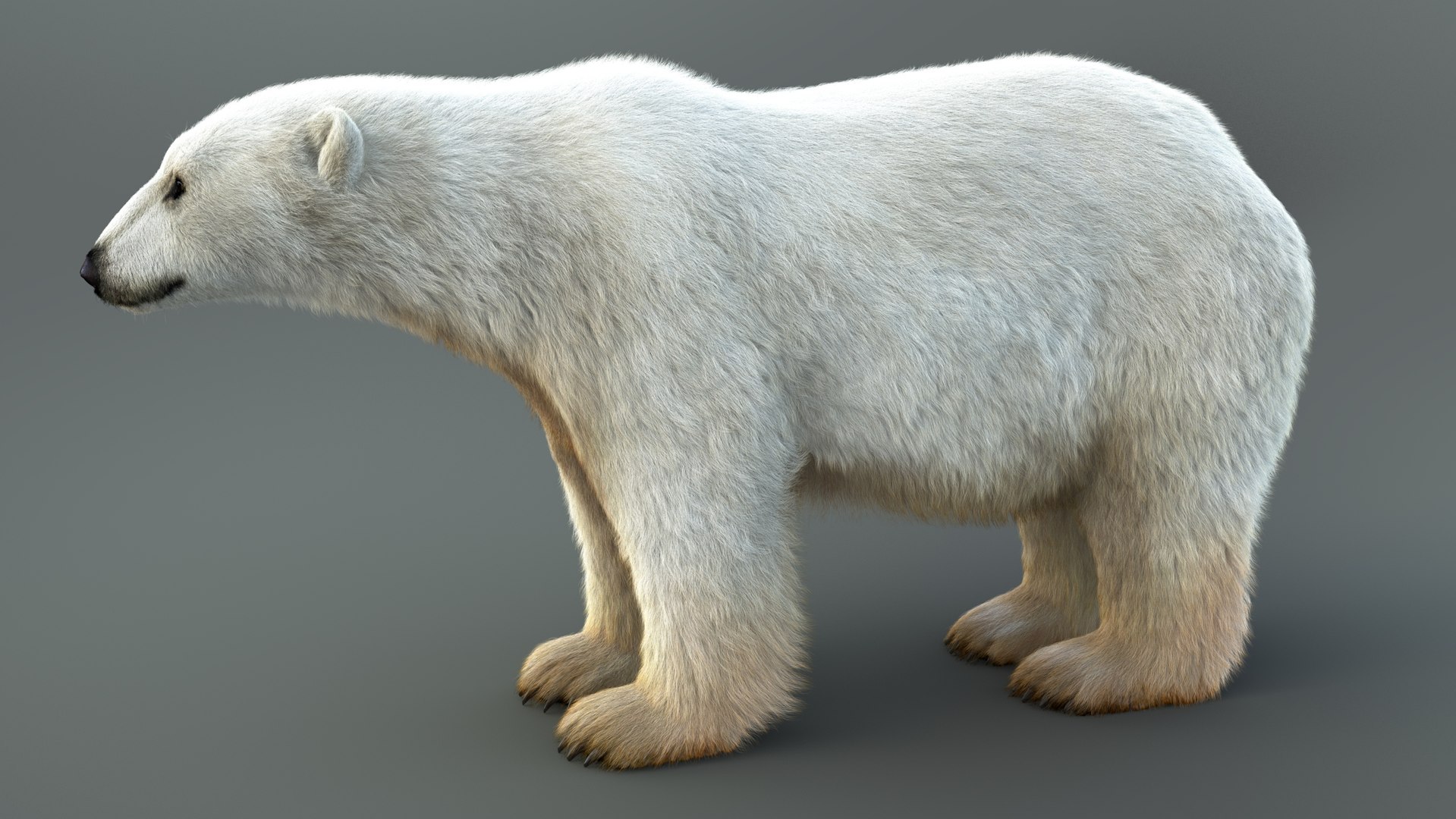 3D Polar Bear RIG XGEN-CORE https://p.turbosquid.com/ts-thumb/ep/zMJbHq/kg/a/jpg/1689295736/1920x1080/fit_q87/6cf271fbdb0968912ce5213b09623a60509625e1/a.jpg