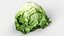 Salad Head 10 slightly withered
