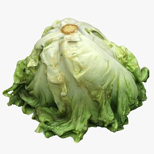 Salad Head 10 slightly withered