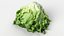 Salad Head 10 slightly withered