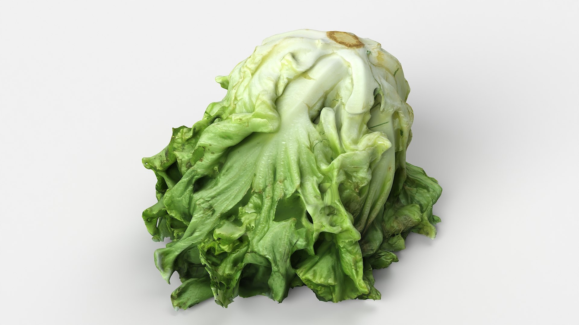 3D Salad Head 10 slightly withered https://p.turbosquid.com/ts-thumb/eq/7fJhpF/vz/salad_head10_07/jpg/1657808551/1920x1080/fit_q87/0fec88f3fea532ad15ee806ddd4a2e88a11e3b39/salad_head10_07.jpg