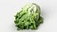 Salad Head 10 slightly withered