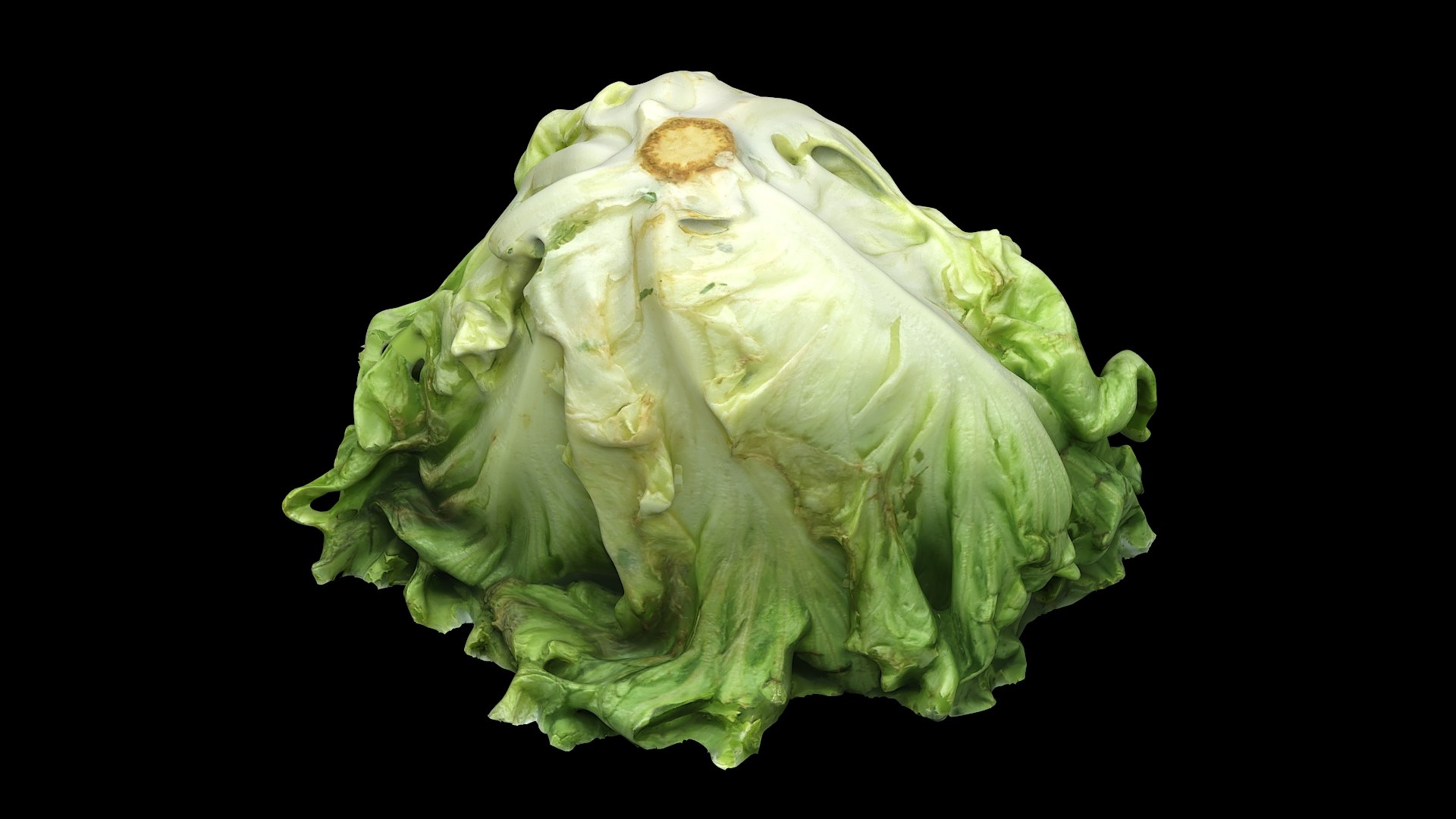 3D Salad Head 10 Slightly Withered TurboSquid 1927083