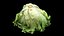 Salad Head 10 slightly withered